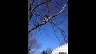 Tree trim Luna tree care