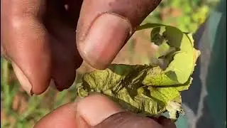 #leafrollingweevil #leaf #rolling #weevil