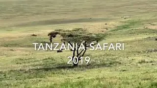 Tanzania Safari Packages