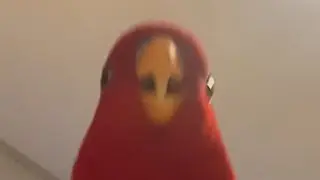 Red birb🍅Mysterious language, Gumizilla and wuewuewuewuewue&hellip;