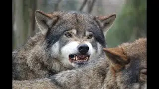 How to Survive a Wolf Attack.