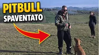 Questo Pitbull TREMA dalla paura… guarda cosa succede dopo 🥺➡️💪