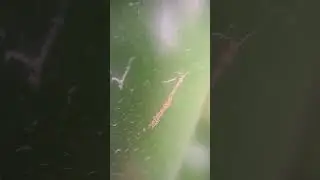 ACARO TORBELLINO en busca de TRIPS #entomopatiaconjairo #acaros