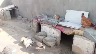Jennifer hamari murgiyan aur kinhin 4 aurat ke 🦆🐓🦃
