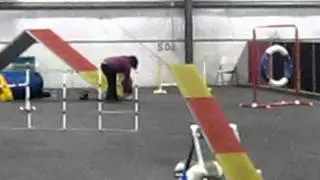 Siberian Husky Agility Training at Boom Towne