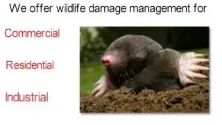 Richmond Animal Removal - Richmond's Best Animal Damage Control Service