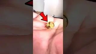 Этот муравей &mdash; живая банка сахара 🐜🫙