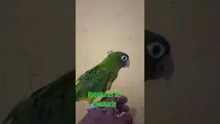 aventuras de chicharin