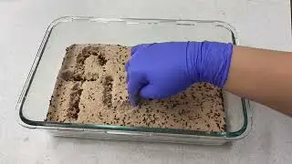 Flour beetle fun with insects