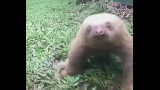 Funny Animals Vol. 1 | Animals Doing Things