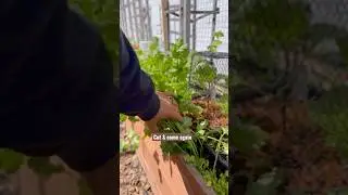 Cut and come again method. Works well with cilantro, lettuce, and spinach.Do this 3-4 times  #garden