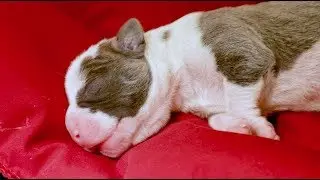 Puppies Born via Emergency C-Section at Michigan Humane
