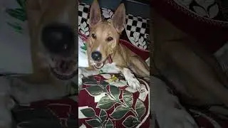 #enjoy #shortvideo #pets #petlover #pet #animals #shorts #short #vairalvideo #vairal #animals #dog