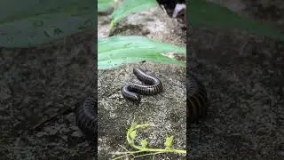 A giant Asian Millipede was found Ep 9. #insects  #millipede #arthropleura #animals #julida #snail