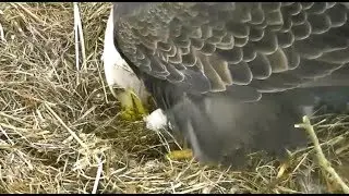 Harrison Bay Bald Eagles TN  1 22 19 440pm Congrats Elliott & Athena 1st  egg this season