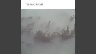 Teredo navalis (iii)