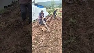 Spread the plastic sheet, and the wild yam will grow flat