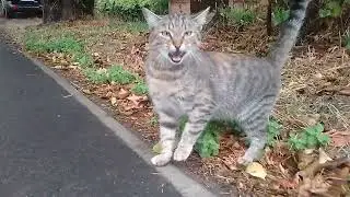 The cat senses danger 