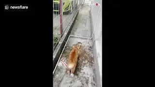 Funny cute Cat owner comes up with genius idea to prevent her feline from escaping house #shorts