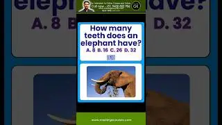 Вопросы GK QUIZ Викторина. Сколько зубов у слона? Мастер викторины Вопросы GK QUIZ Викторина
