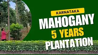 Chaturveda five years plantation.