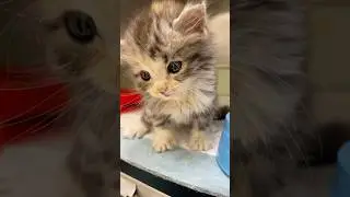 🥰Persian cat kitten ||💞🥰💞beautiful Persian💖 #cute #cat #kitten #youtube #viralshort #ytshorts