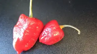 Hottest Peppers 🔥 Naga Vipers