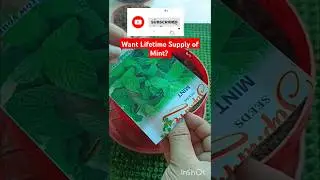 Grow Mint || पुदीना At Home 🌿 || Simple Growing #shorts