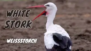 White Stork (Ciconia ciconia) / Wei&szlig;storch [4]