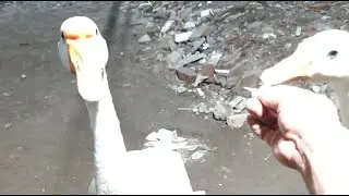 Real Speak With Animal, My Pet SWAN