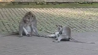 Antics at Monkey Forest Bali