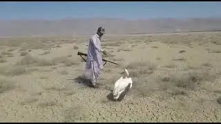 White Pelican in Pakistan | Information on Habitat, Migration, Legal Status & Conservation Awareness