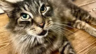 Eric makes cute noises 