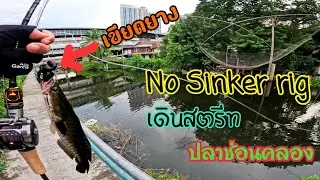 No Sinker rig เขียดยาง เดินสตรีท ปลาช่อนคลอง