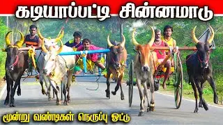 கடியாப்பட்டி சின்னமாடு 17.01.2026 #sinnamaadu