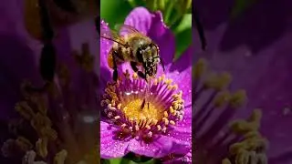 &ldquo;Nature&rsquo;s Magic: Honeybee Collecting Nectar in Stunning Detail 🐝✨&rdquo;  #satisfying