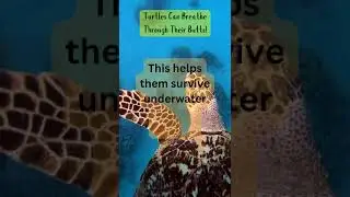 #TurtleFacts, #TurtleWorld, #SaveTheTurtles, #TurtleConservation, #TurtleSpecies, #SeaTurtles,