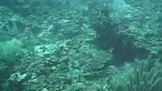 Roatan Shark dive August 2008