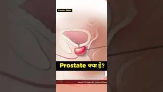 Prostate क्या है? What is Prostate gland | Prostate gland and urinary problem Solution