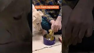 Why should hoomans have all the BIRYANI? 🐶