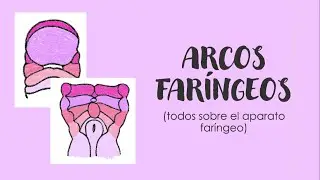 ARCOS FARÍNGEOS Y SUS DERIVADOS | Embriología de cara y cuello