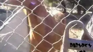 BABYDZYTV