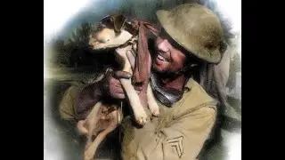 Animals During Wartime