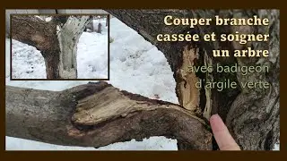 COUPER BRANCHE CASS&Eacute;E ET SOIGNER BLESSURE D'UN ARBRE AVEC ARGILE VERTE