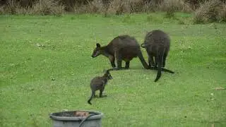 Confusing World for a Joey