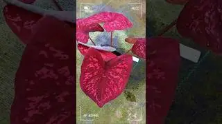 Imported Rare Matured Caladiums Sale | Whatsapp 9597953378 @RitasGarden #caladium #caladiumlovers