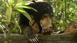 Sun Bear Diary | Sun Bear's Nap Time | BSBCC