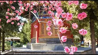 Best places to see in Beijing, China. Beautiful blossoms in Zhongshan Park.