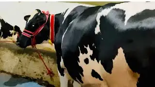 2nd Timer Pure👌 Denmark Breed Cow ,Milk Capacity-35ltrs      At Radhe Krishna Dairy Farm 🐄🐄🐄🐄🐄