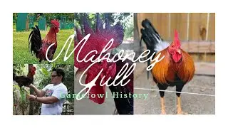 Gamefowl History  Unveiling the Legacy of The Mahoney Gulls
